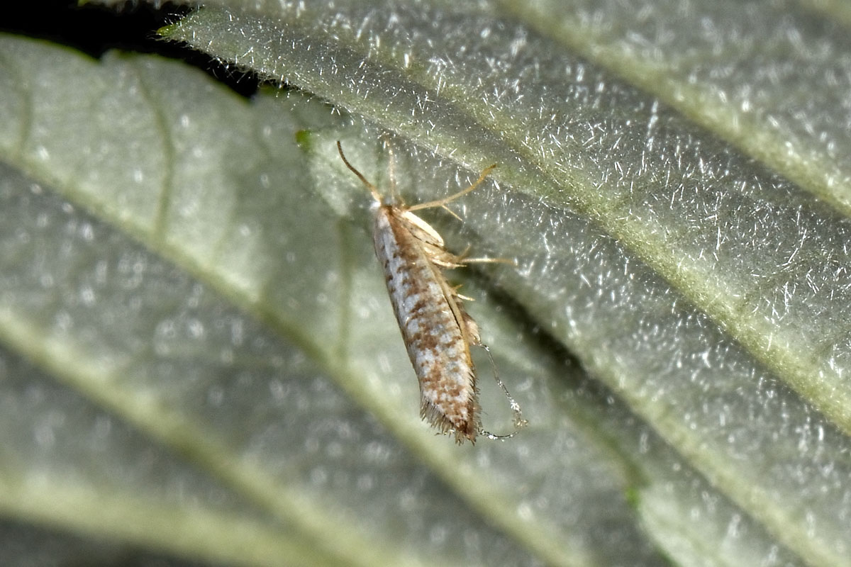 Argyresthiidae? S, cfr. Argyresthia retinella